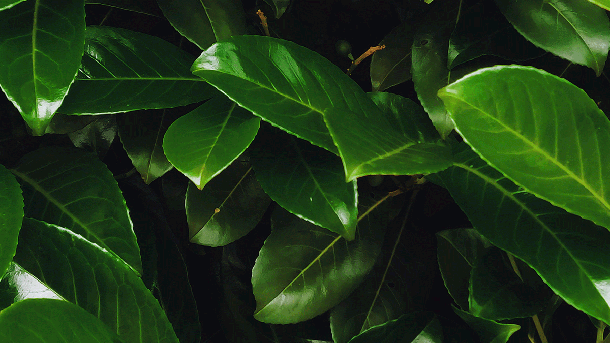 af7914a5-7121-4967-8a73-90b7252b0d33.gif