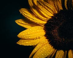 vitamine E cosmétique