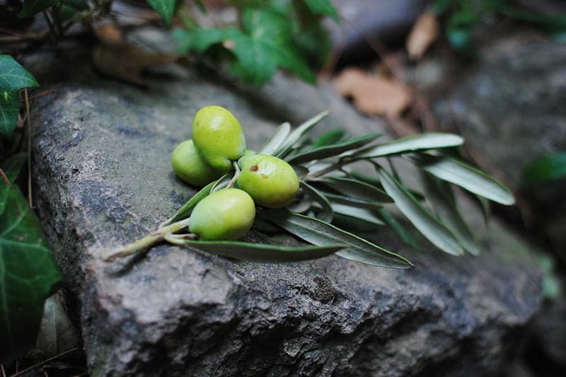 recette cosmetiques avec de l'huile d'olive