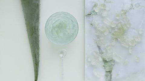 aloe vera