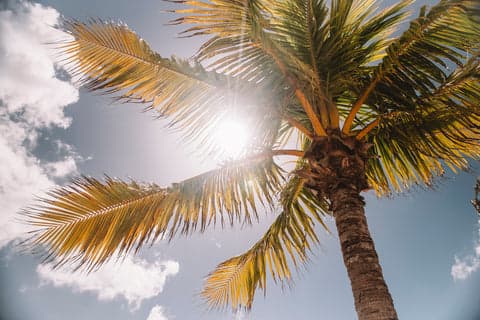 Palmier soleil