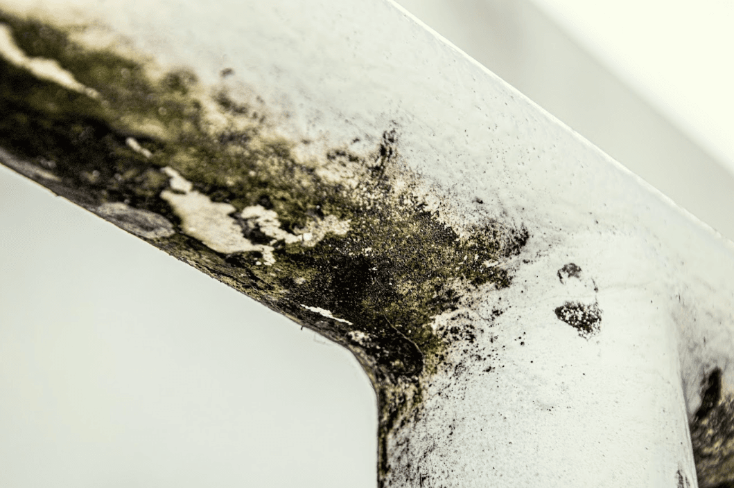 Moisissures dans la maison risques pour la santé et comment les éliminer naturellement