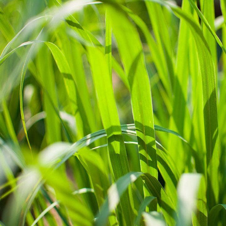 Huile essentielle de Palmarosa - Superbon